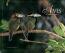 Aves Da Mata Atlantica - Bilinge