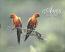 Aves Da Amazonia  Birds - Amazon Forest