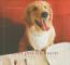 Bom Pra Cachorro - Gastronomia Canina 