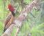 Aves Do Cerrado -Bilingue