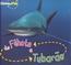 De Filhote A Tubarao