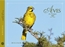Aves Do Pampa - Edicao Bilingue - Portuguesingles